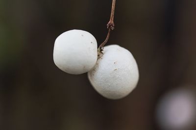 Close-up of fruits on tree