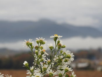 Close-up of white flowering plant