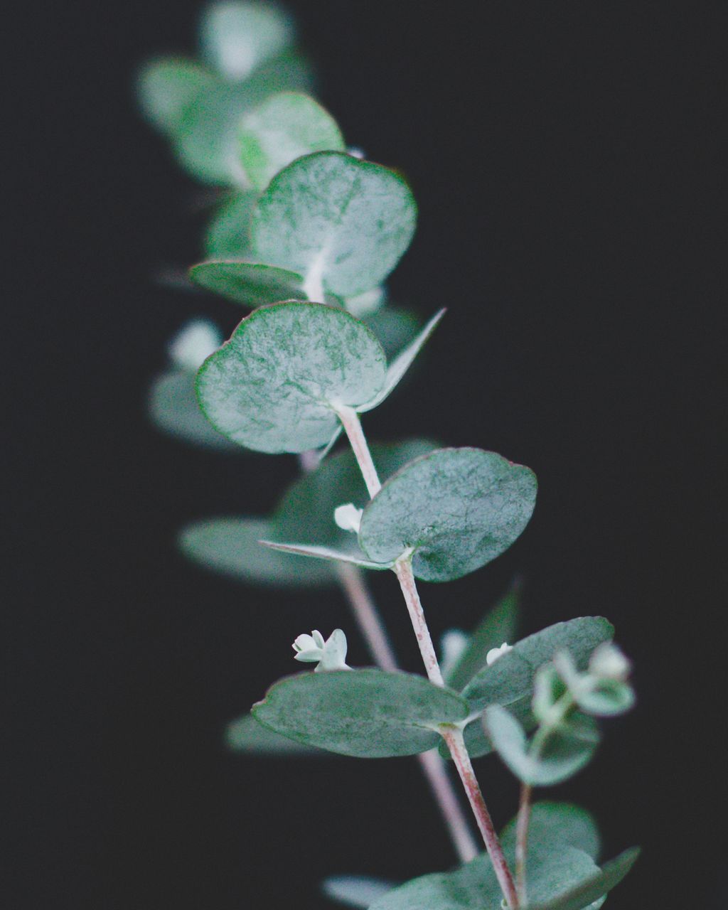 CLOSE-UP OF GREEN PLANT WITH BLACK BACKGROUND