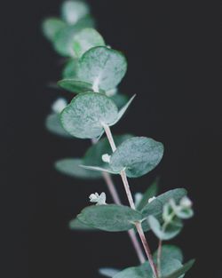 Close-up of flowering plant against black background