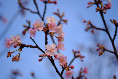 Close-up of apple blossoms in spring