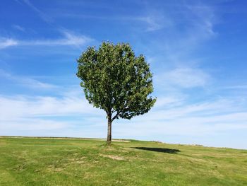 Tree on field against sky