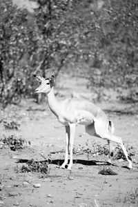 Side view of a bird