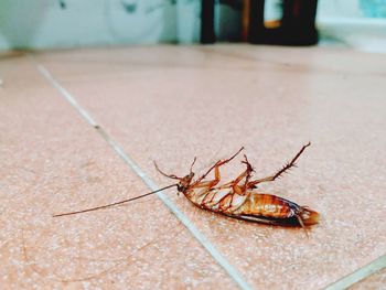 Close-up of spider on floor