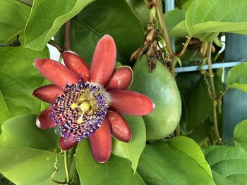 Close-up of fresh red fruit on plant