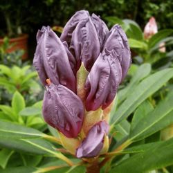 Close-up of flower blooming outdoors