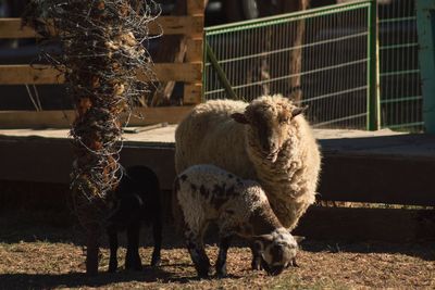 Sheep in a farm