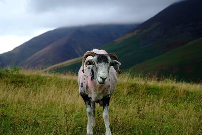 Sheep in a field