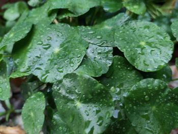 Close-up of raindrops on leaves