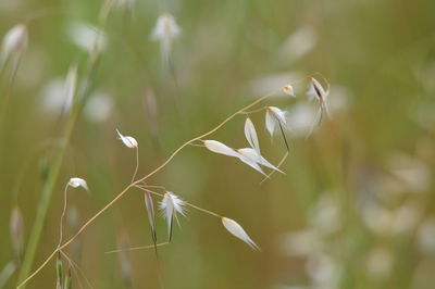 Close-up of white flowering plant on field