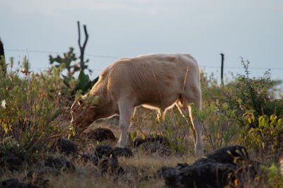 Side view of a cow grazing on field