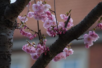 Close-up of pink flowers blooming on tree