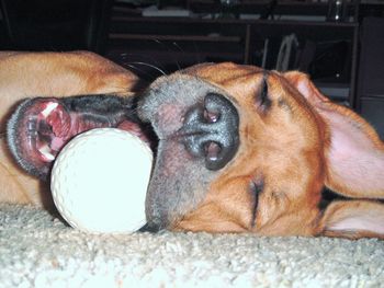 Close-up of dog sleeping