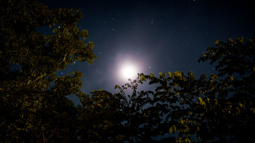 Low angle view of silhouette trees against sky at night