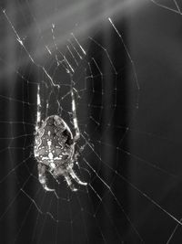 Close-up of spider on web