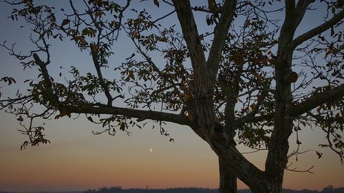 Low angle view of tree against sky at sunset