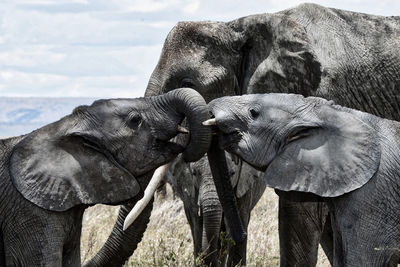 Elephants on field