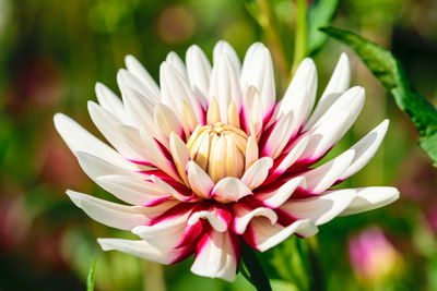 Close-up of pink water lily