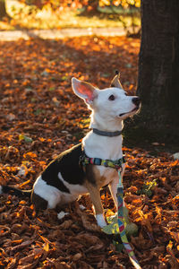 Portrait of a dog on field during autumn