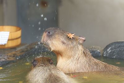 Close-up of birds in water