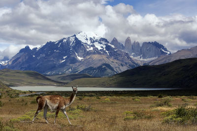 A guanaco in his own territory in torres del paine national park, southern chile.