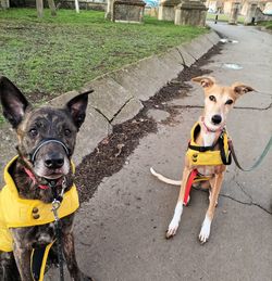 Dogs standing on field