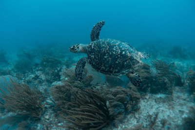 Turtle swimming in sea