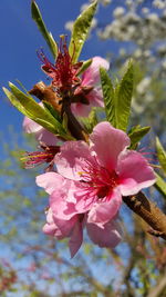 Close-up of flower against sky