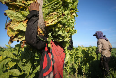 Farmers harvesting vegetables in farm