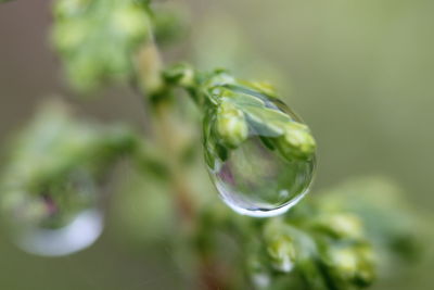 Close-up of raindrops on plant