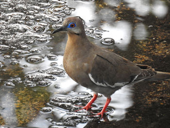 Close-up side view of a bird