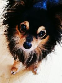 Close-up portrait of dog