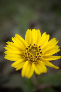 Close-up of yellow flower