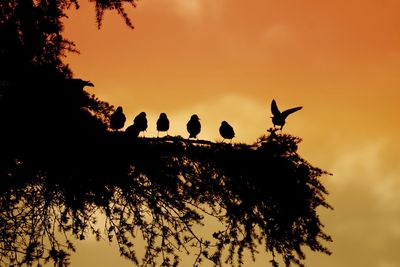 Low angle view of silhouette tree against sky during sunset