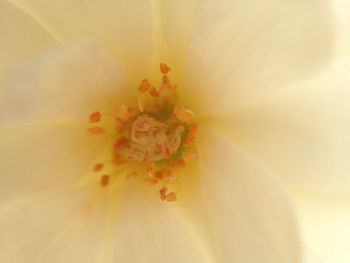 Macro shot of yellow flower