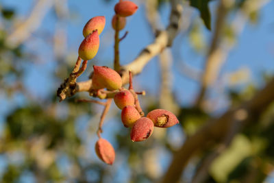 Infected fruits of pistachio tree and fresh pistachios with blur background, pistachio tree nuts and