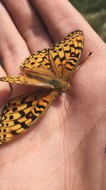 Close-up of butterfly on hand