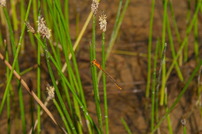 Close-up of insect on grass
