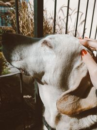 Close-up of man with dog