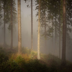 Pine trees in forest