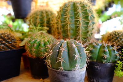 Close-up of potted plants