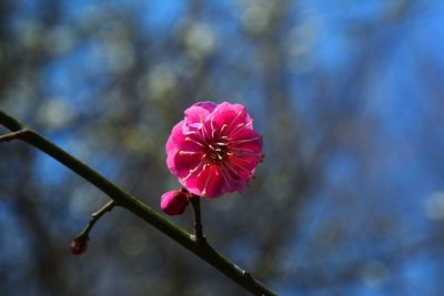 Close-up of pink flowers