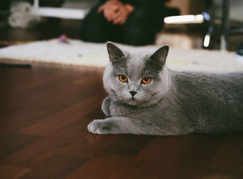 Portrait of cat relaxing on floor