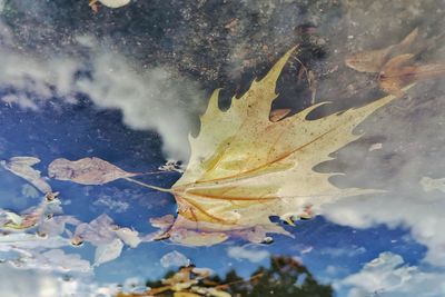 Close-up of dry maple leaves during winter