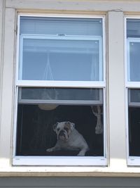 Dog looking through window