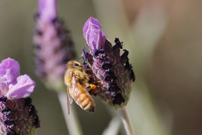 Close-up of bee pollinating on purple flower