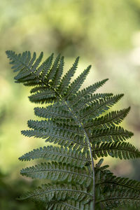 Close-up of palm tree