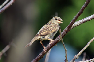 Close-up of bird perching on branch