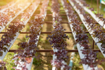 High angle view of flowering plant on field