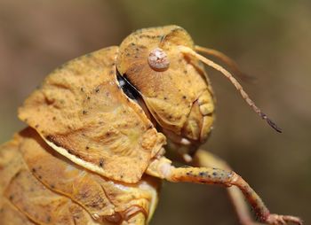 Close-up of insect